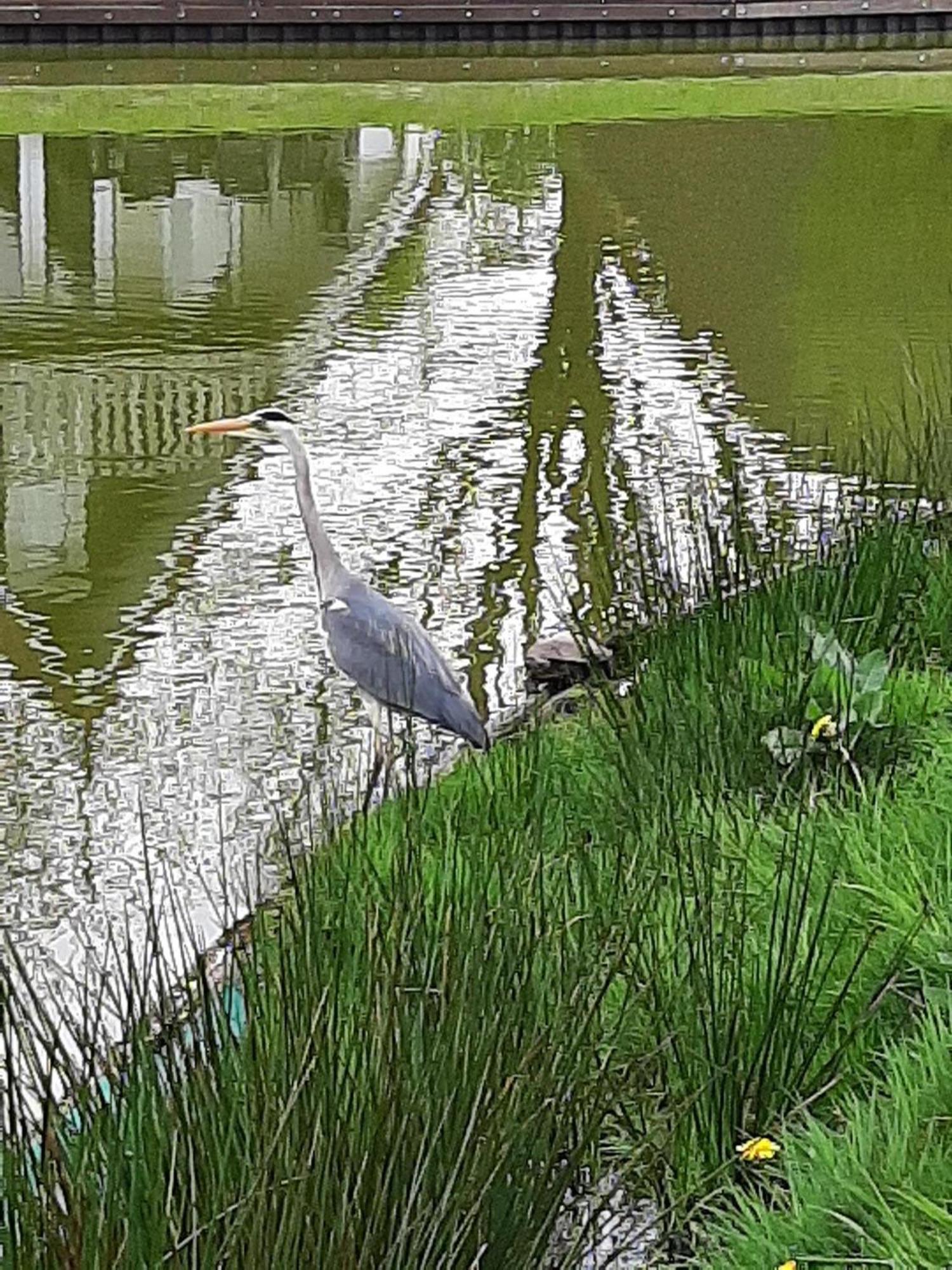 Stijlvol Aan De Visvijver Villa Gramsbergen Buitenkant foto